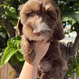 Java - Chocolate male Australian Labradoodle puppy in Orange, California from Little Kingdom Doodles