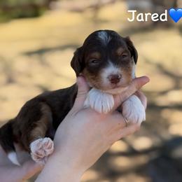 Jared - Red tri-color male Aussiedoodle puppy in Lancaster, Minnesota from Finney Ranch