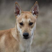 Bones - Carolina Dog
