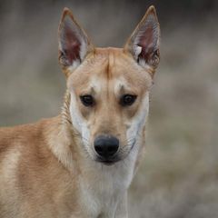 Bones - Carolina Dog