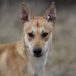 Bones - Carolina Dog