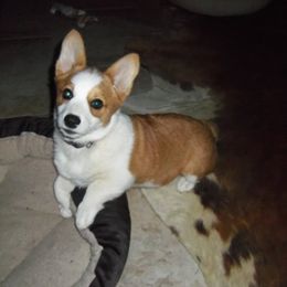 Pembroke Welsh Corgi Puppies from Nistler's Farm Corgis
