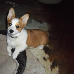 Pembroke Welsh Corgi Puppies from Nistler's Farm Corgis