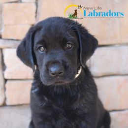 Labrador Retriever Puppies from New Life Labradors