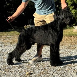 Max - Giant Schnauzer