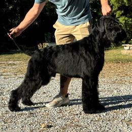 Max - Giant Schnauzer