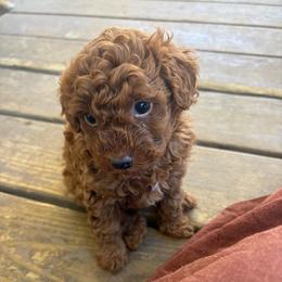 Polo - Red  male Poodle puppy in Utica, Ohio from Poodle Me Crazy
