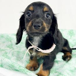 Reese's - Black and tan female Dachshund puppy in Sacramento, California from MiniDoxPups