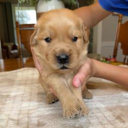 Brown boy - Golden male Golden Retriever puppy in Macy, Indiana from Macy Golden Meadows