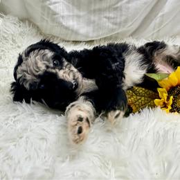 Raven - Blue merle female Aussiedoodle puppy in Taylor, Missouri from Pawsitively Doodles