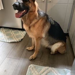 German Shepherd All Grown Up from Angel Oak German Shepherds