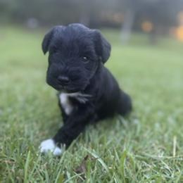 Miniature Schnauzer Puppies from Rebecca LeBoeuf