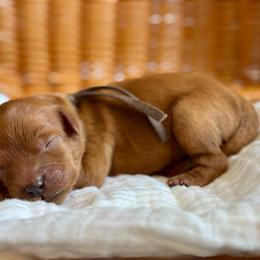 Brown - Red  female Goldendoodle puppy in Hesperia, Michigan from Red Acres Poodles & Doodles