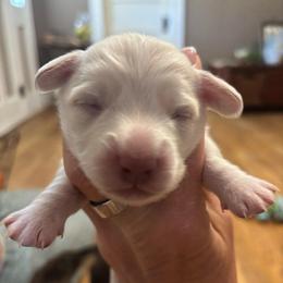 Loretta - Piebald female Dachshund puppy in Dobson, North Carolina from Oakleys Dachshund Haven
