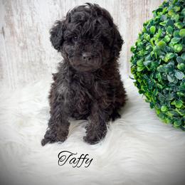 Taffy - Black male Poodle puppy in from Pink Poodles and Doodles