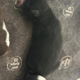 Luffy - Black tri male Miniature Australian Shepherd puppy in Asheboro, North Carolina from Stellar Aussies