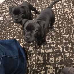 Veto - Brindle female Staffordshire Bull Terrier puppy in Georgetown, Texas from Bruhaus Kennels