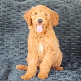 Gandalf - Red  male Goldendoodle puppy in Pittsburg, Texas from Grace Springs Goldendoodles