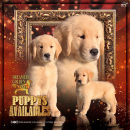 Golden Retriever Puppies from Dreamers Goldens