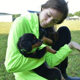 German Shorthaired Pointer, Miniature American Shepherd, Miniature Australian Shepherd, and Toy Australian Shepherd Puppies from Foxtail Hollow