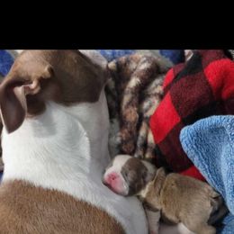 Boston Terrier Puppies from Bryn's AKC Bostons