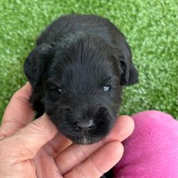 Georgia ESA lines Free Month Insurance Vet checked - Black female Schnoodle puppy in Temple, Texas from Schnauzers Of Taylor