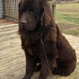 Golden Retrievers and Newfoundlands from Horner Newfoundlands and Golden Retrievers