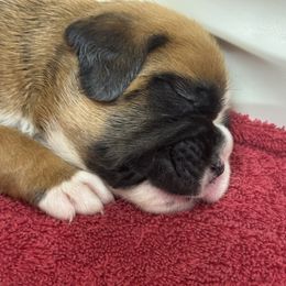 Puppy 3 - Fawn male Boxer puppy in Nixa, Missouri from Molly Mo Boxers