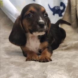 Rocky - Black brown and white male Basset Hound puppy in Newton Grove, North Carolina from MGA Basset Hound