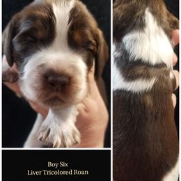 Boy 6 - Liver white and tan male English Springer Spaniel puppy in Silverdale, Washington from TimberVale Springers