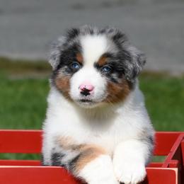 Boy3 - Blue merle male Australian Shepherd puppy in Rochester, Massachusetts from Clover Creek Aussies