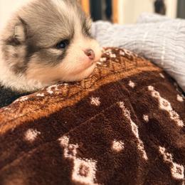 Marlin - Wolf sable male Pomeranian puppy in Grass Lake, Michigan from Chantilly Lace Poms
