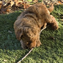 Cowboy - Brown and white male Aussiedoodle puppy in Windom, Texas from Wild Farm Puppies