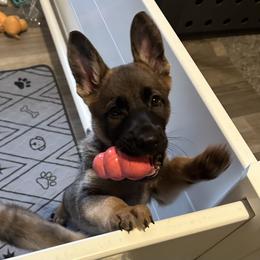 German Shepherd Puppies from Coterie Shepherds