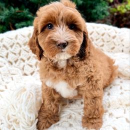 Gray - Caramel red male Australian Labradoodle puppy in Auburn, Washington from West Valley Labradoodles