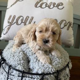 Kinsley - Buff female Cockapoo puppy in Paradise, Texas from 4W’s F2 Cockapoos