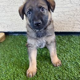 Royal - Sable male German Shepherd puppy in Buckeue, Arizona from Légende Vivante Du Chief Kennel