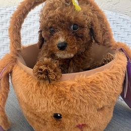 Zuka - Red  female Goldendoodle puppy in Davie, Florida from Daviegoldendoodles