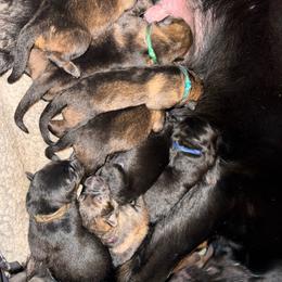 Black female - Black female German Shepherd puppy in Inverness Highlands South, Florida from Von der Tetiaroa German Shepherd dogs
