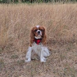 Cavalier King Charles Spaniels from Sunny Valley Cavaliers