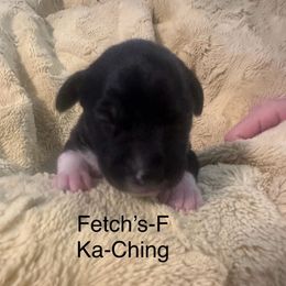 Ka-ching - White black and tan female Rat Terrier puppy in Lodi, California from Top Shelf Rat Terriers