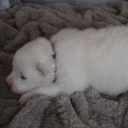 Light Purple Girl - Samoyed puppy in West Jordan, Utah from My Samoyed Family