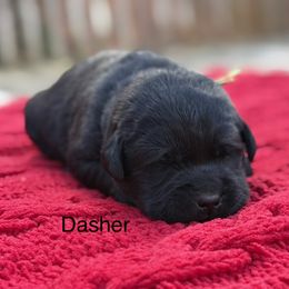 Dasher - Black male Labrador Retriever puppy in Lenoir, North Carolina from Wooten Retrievers