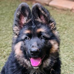 German Shepherd puppies from AB_Elite_GSD