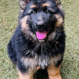 German Shepherd puppies from AB_Elite_GSD
