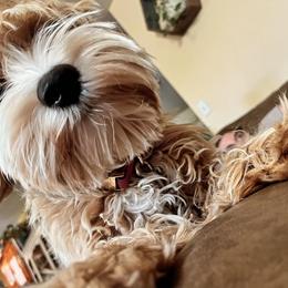 Australian Labradoodle Puppies from Fancy Pants Labradoodles