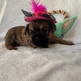 Brea - Red female Brussels Griffon puppy in Seneca, Missouri from Stephanie’s Puppy Colony
