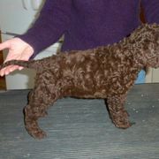 Curly-Coated Retriever Puppies from Kurly Kreek