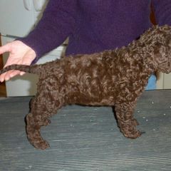 Curly-Coated Retriever Puppies from Kurly Kreek