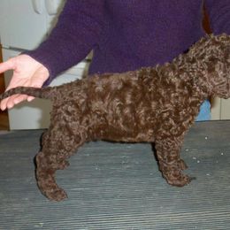 Curly-Coated Retriever Puppies from Kurly Kreek